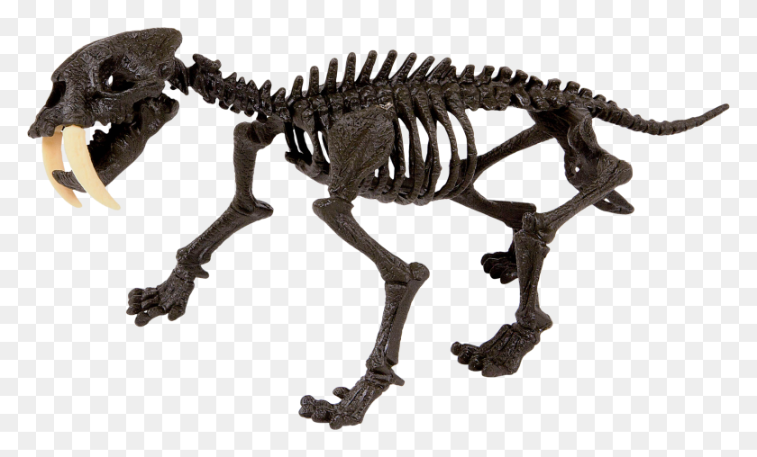 2592x1490 Dino Fossil Smilodon - Fossil PNG