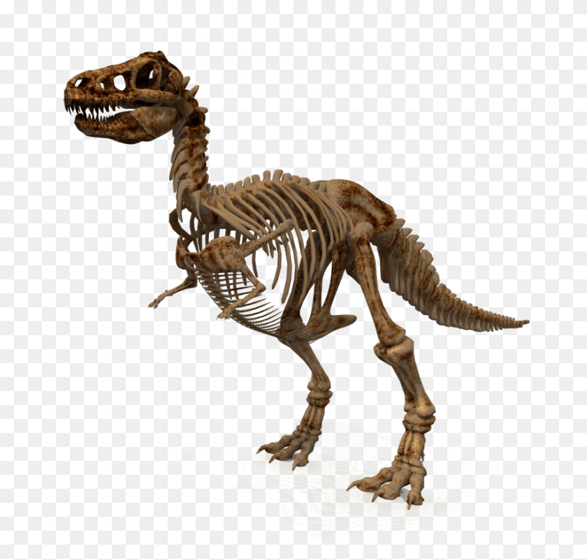 850x809 Dinosaur Png - Fossil PNG