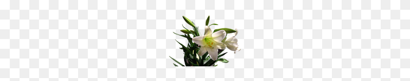 150x106 Directory Imagesgraphics Misc - Easter Lily PNG