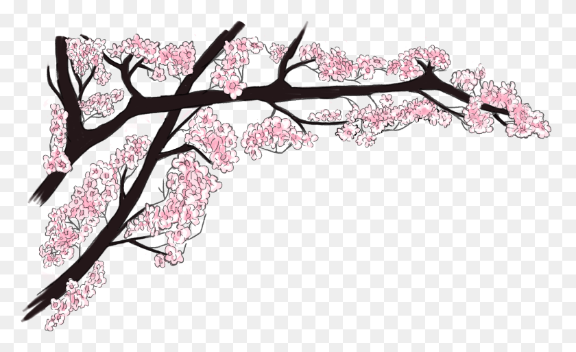 1705x991 Список Каталогов - Cherry Blossom Tree Png