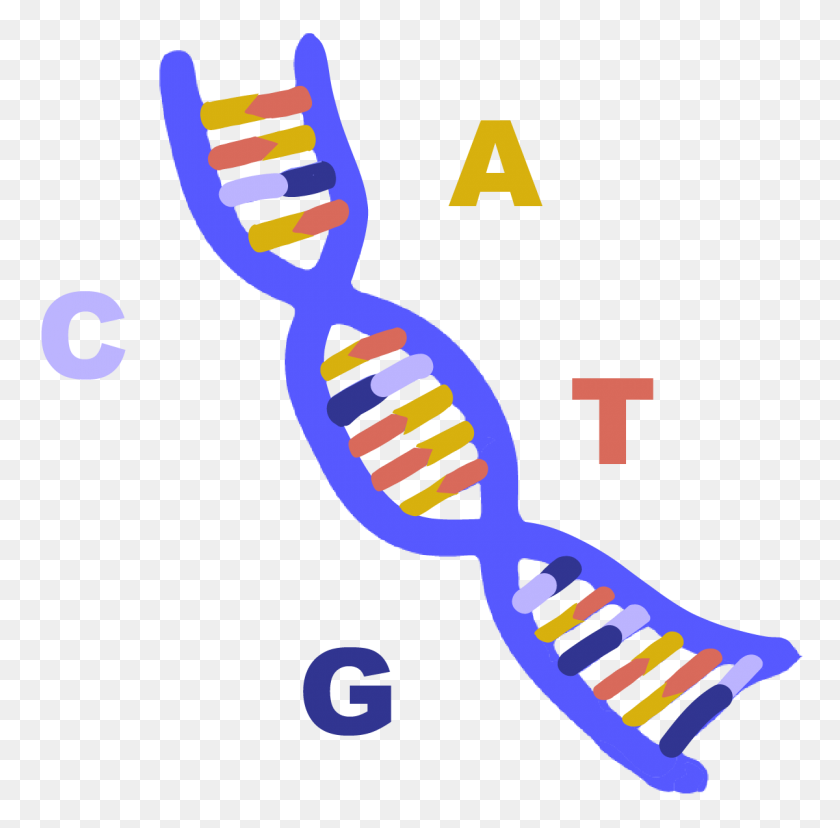 1200x1182 Dna - Double Helix PNG