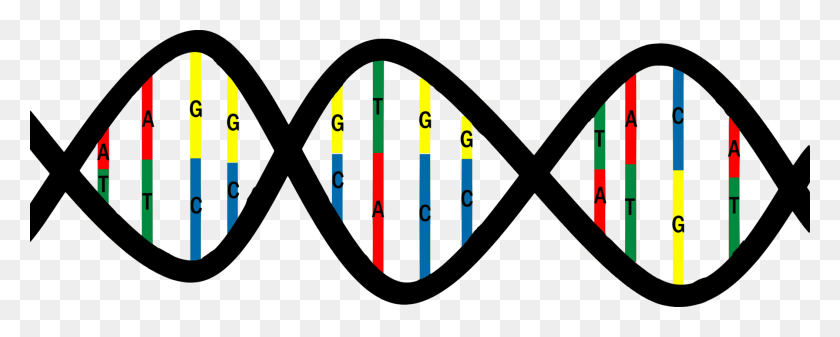 2108x750 Par De Base De Adn Mutación De La Estructura De Ácido Nucleico Libre De Timina - Mutación De Imágenes Prediseñadas