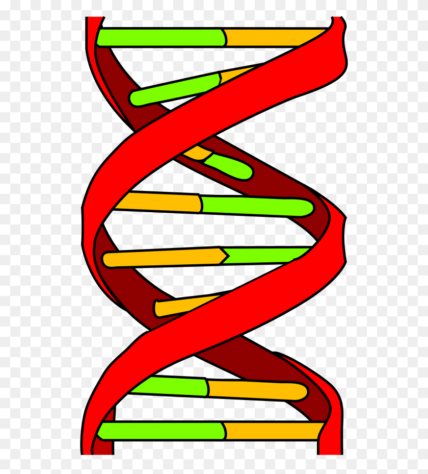2000x2229 Dna Icon - Dna Strand PNG