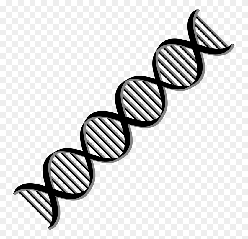 751x750 Dna Nucleic Acid Double Helix Computer Icons Cell - Biology Clipart Black And White