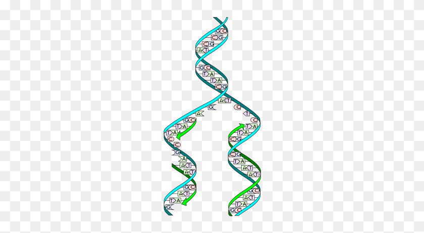 200x403 Dna Replication - Dna Strand PNG