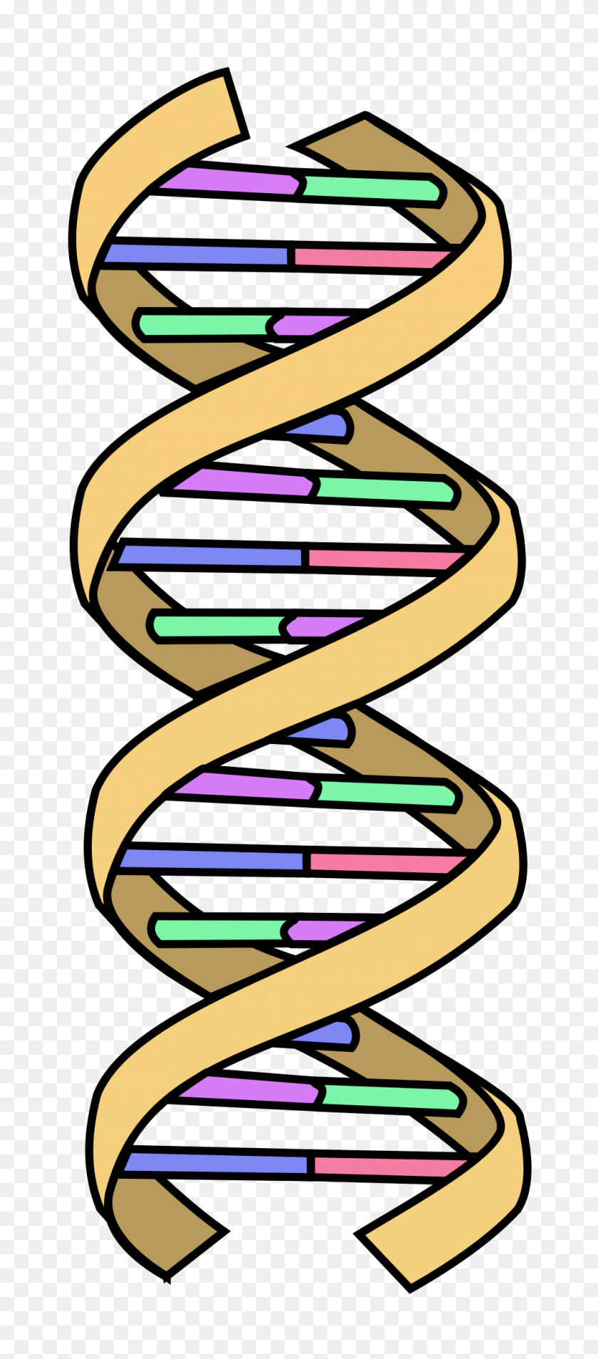 1000x2368 Dna Simple - Double Helix Clipart
