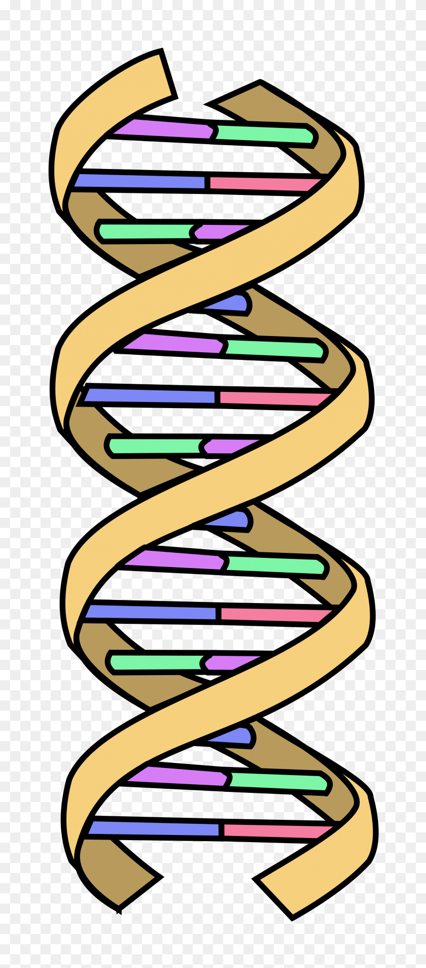 2000x4737 Dna Simple - Double Helix PNG