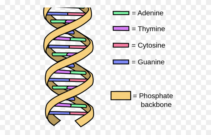 640x480 Dna Structure Clipart - Heredity Clipart