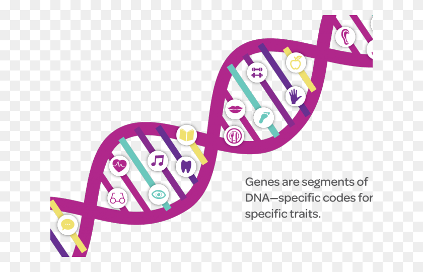 640x480 Dna Structure Clipart Genetic Trait - Genes Clipart