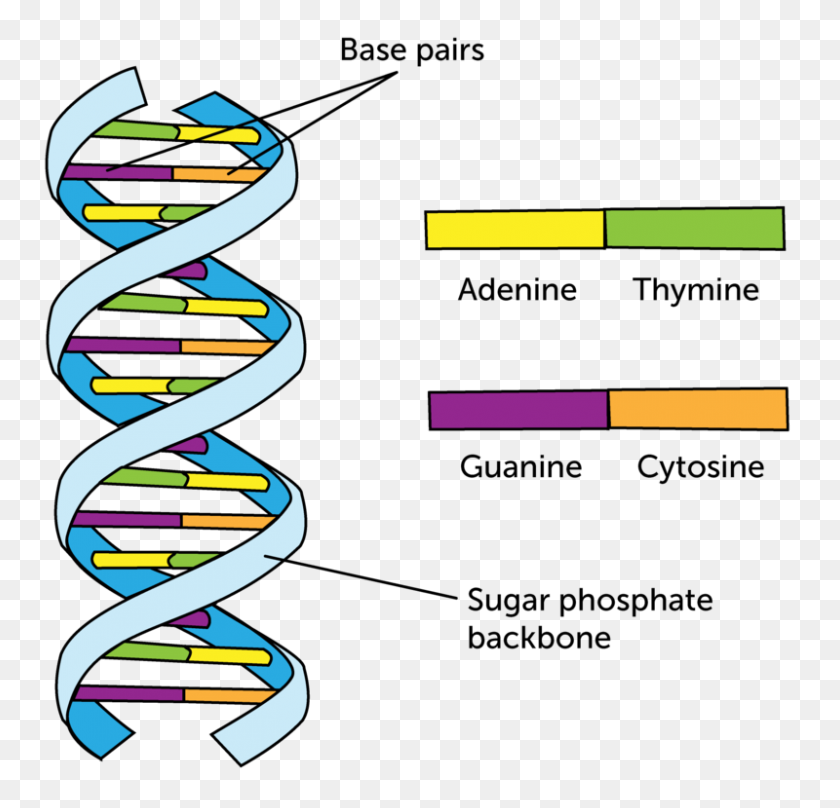800x768 Dna Structure Clipart Physical Science - Physical Science Clipart