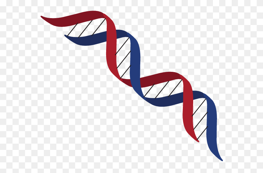 601x494 Dna Structure Clipart Transparent - Science Clipart PNG