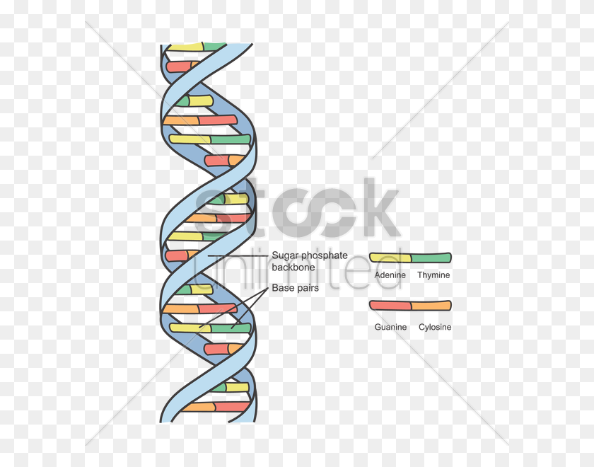 600x600 Dna Structure Vector Image - Chromosome Clipart
