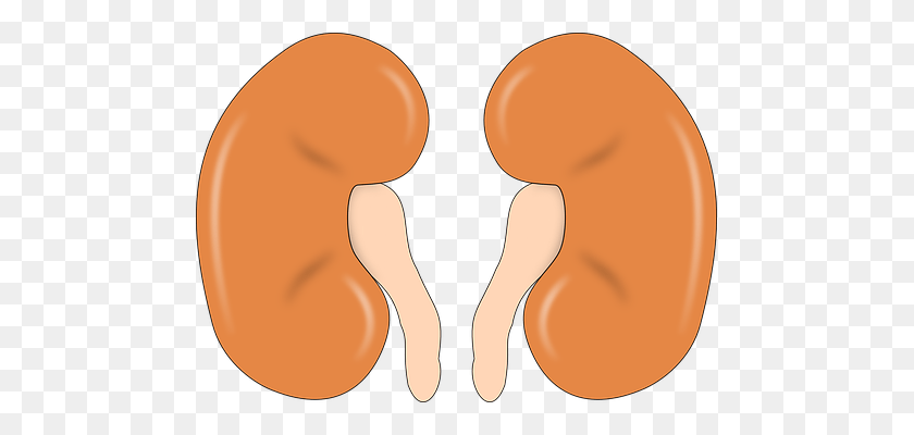 479x340 Do You Know Your Kidneys Matter Befantastico - Kidney PNG