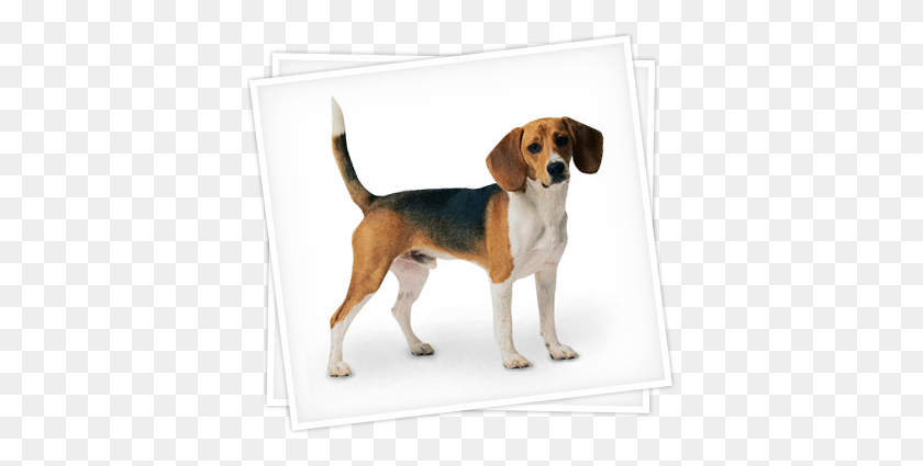 390x365 Dog - Beagle PNG