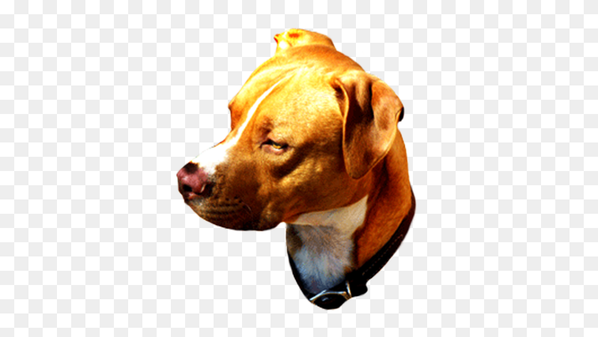 347x413 Dog Clip Art - Dog Head Clipart