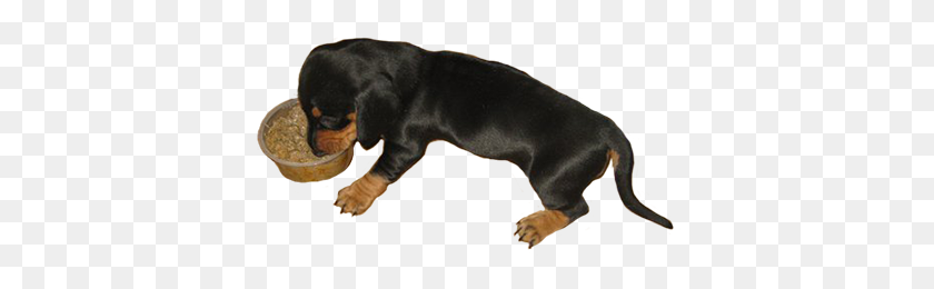 384x200 Dog Eating Cliparts - Dog Eating Clipart