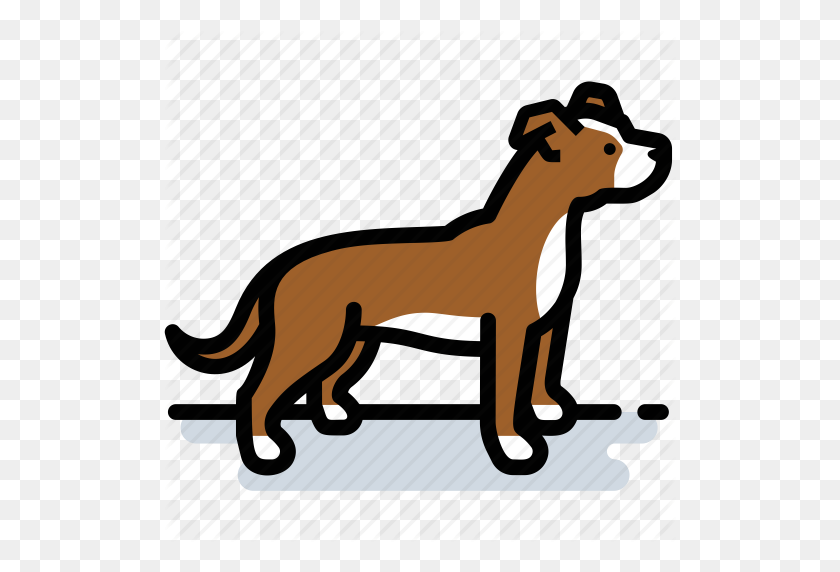 512x512 Dog, Pet, Pit Bull, Pitbull, Terrier Icon - Pitbull PNG