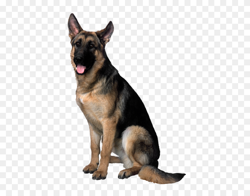 422x600 Perro Png - Pastor Alemán Png