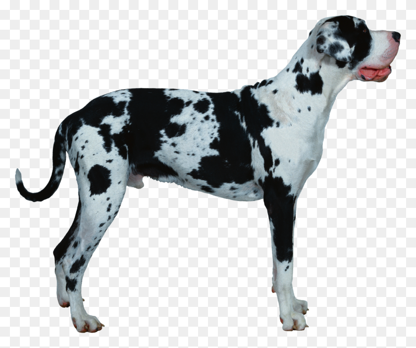 2364x1949 Dog Png - Great Dane PNG