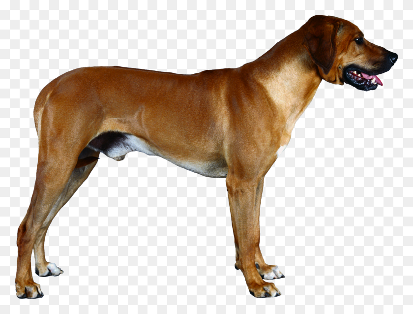 2509x1860 Dog Png Hd Vector, Clipart - Dog PNG