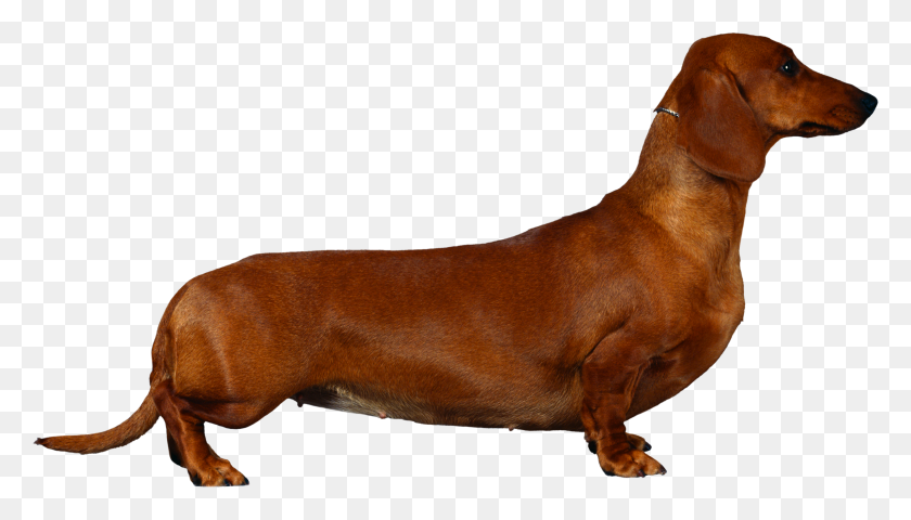 2955x1593 Dog Png Image, Dogs, Puppy Pictures Free Download - Dachshund PNG