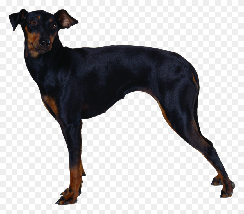 2263x1957 Dog Png Image, Dogs, Puppy Pictures Free Download - Dog Ears PNG