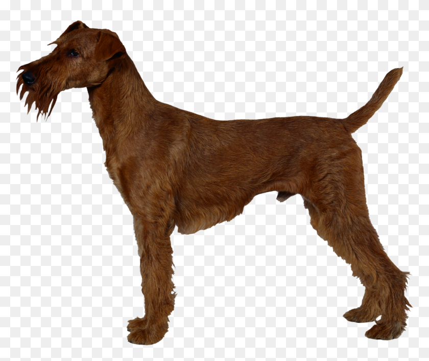 2358x1955 Dog Png Image, Dogs, Puppy Pictures Free Download - Dog Sitting PNG
