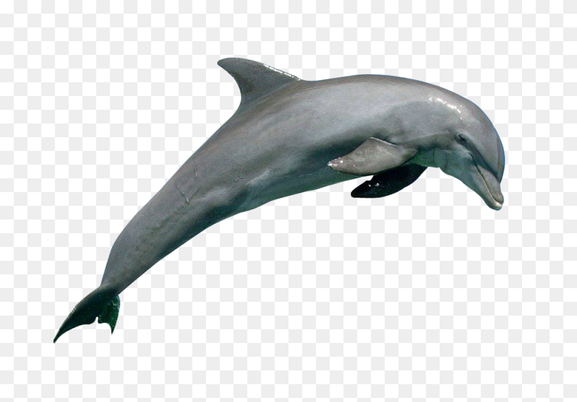 968x654 Дельфин Hd Png Прозрачный Дельфин Изображения Hd - Дельфин Png