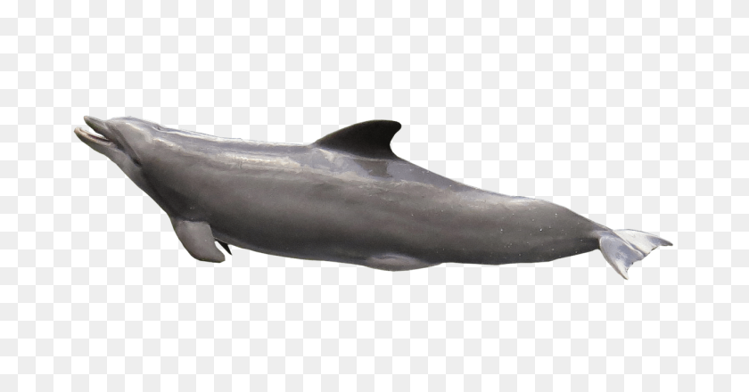 1280x624 Dolphin Mouth Open Transparent Png - Dolphin PNG