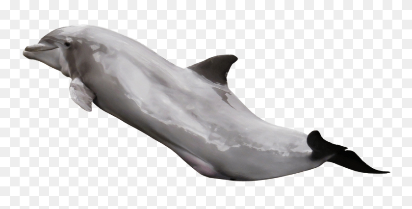 851x400 Dolphin Png - Dolphin PNG