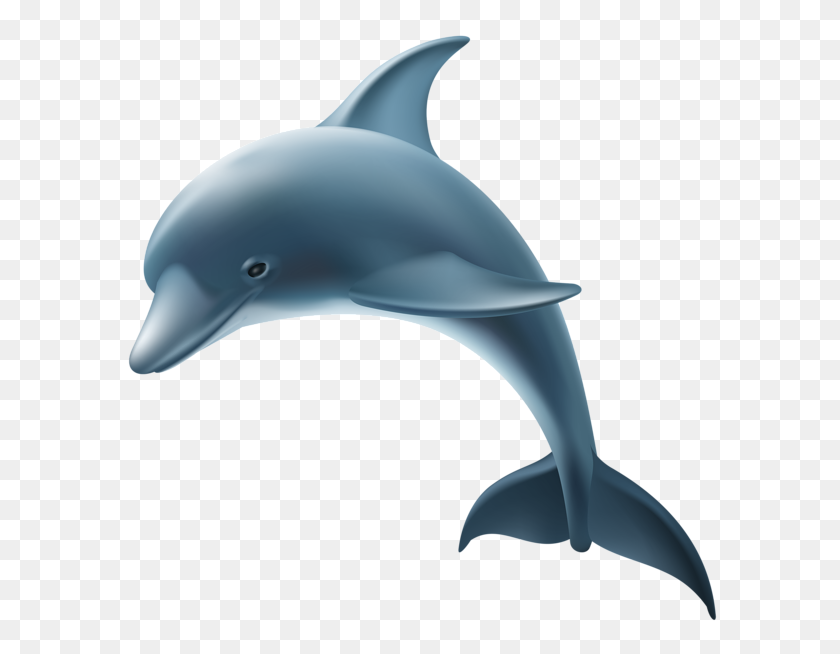 600x594 Dolphin Png Clip Art - Dolphin Clipart