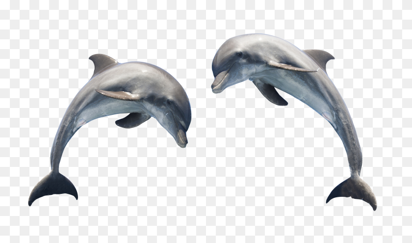 2328x1299 Dolphin Png Image - Dolphin PNG