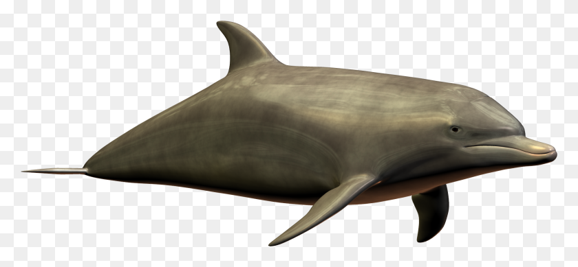 1943x820 Дельфин Png Скачать - Дельфин Png