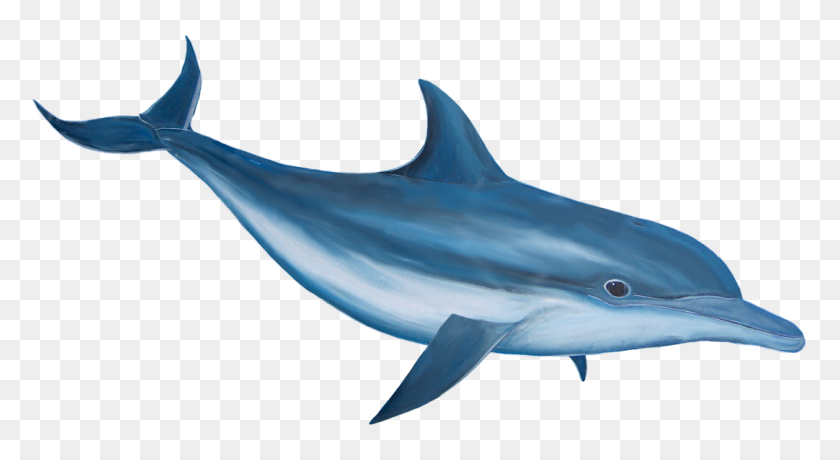 1082x555 Dolphin Png Image Free Download - Dolphins Logo PNG