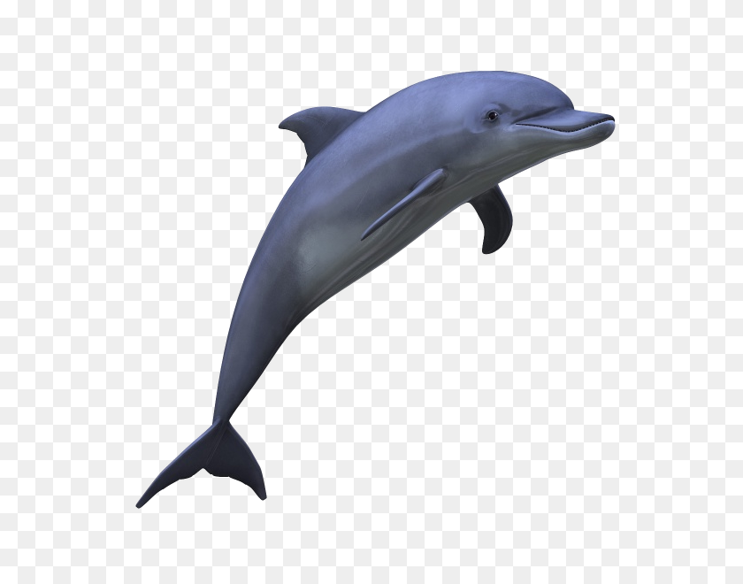 600x600 Png Дельфин