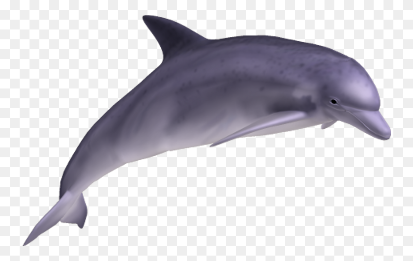 750x471 Png Дельфин
