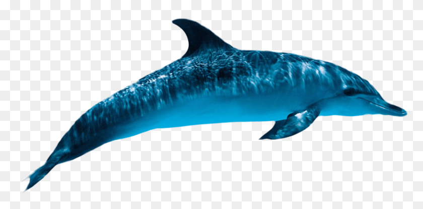1011x461 Dolphin Png Transparent Free Images Png Only - Dolphins Logo PNG