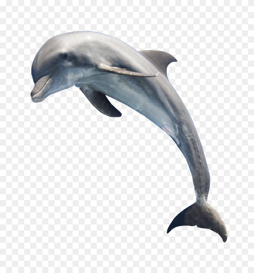 1208x1301 Dolphin Png Transparent Free Images Png Only - Fish Jumping Out Of Water PNG