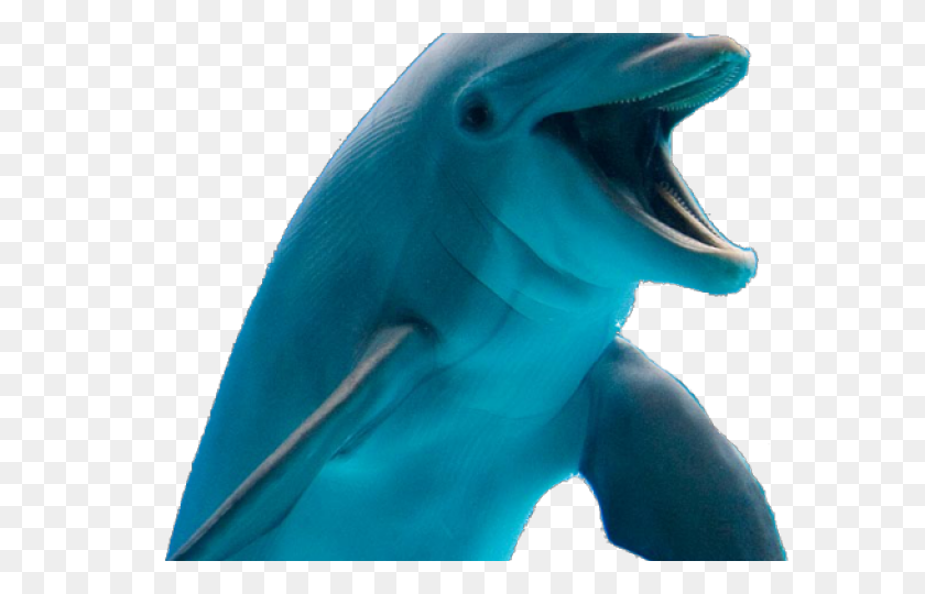 640x480 Dolphin Png Transparent Images - Dolphin PNG