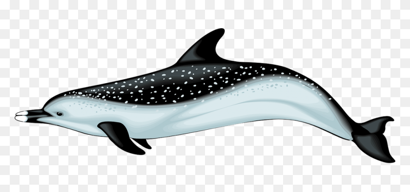 1000x430 Dolphin Sea Creatures Clip Art Image - Sea Animals Clipart