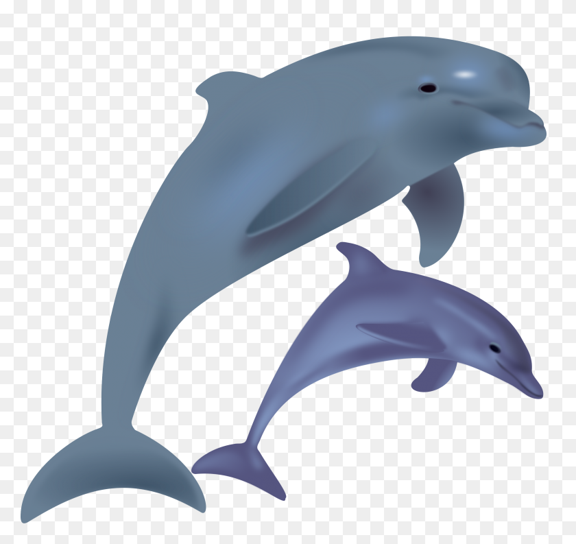 2400x2257 Дельфины Клипарт
