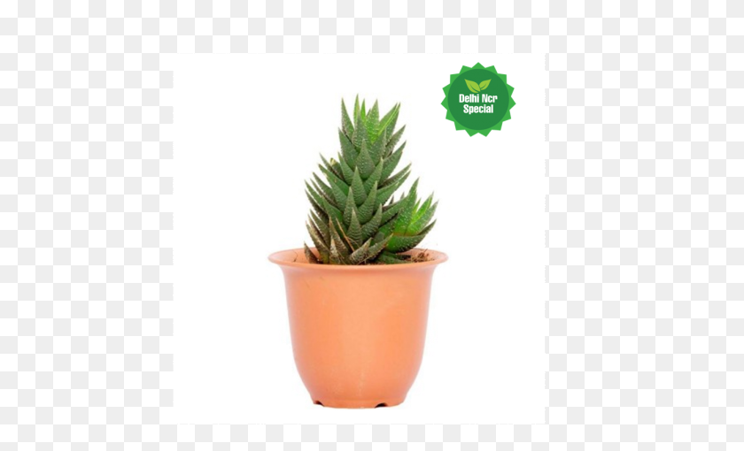 Dotted Succulent Plant - Succulent PNG