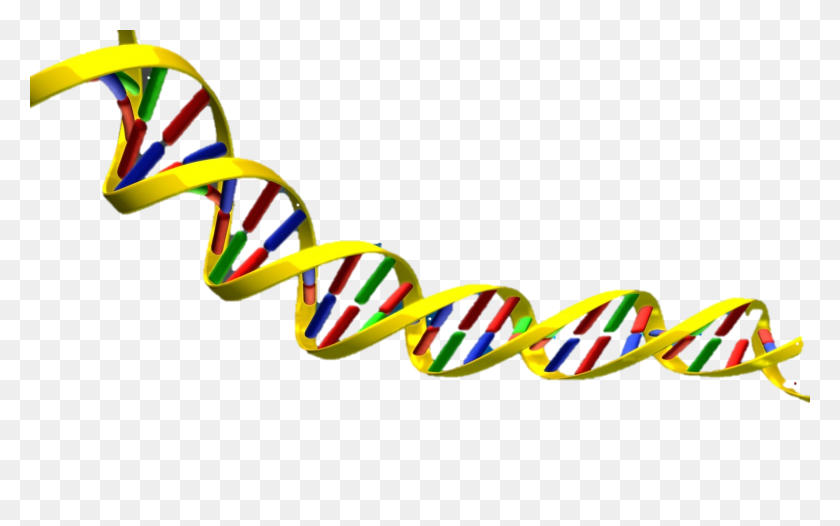 1506x901 Double Helix Dna - Noose Clipart