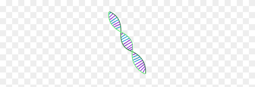 190x228 Double Helix Dna Strand - Dna Strand PNG