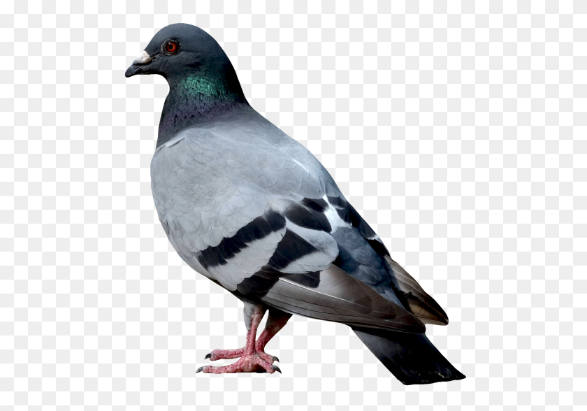 500x528 Dove Png Image - Dove PNG