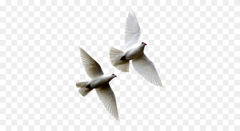 311x400 Dove Transparent Png Pictures - Dove PNG