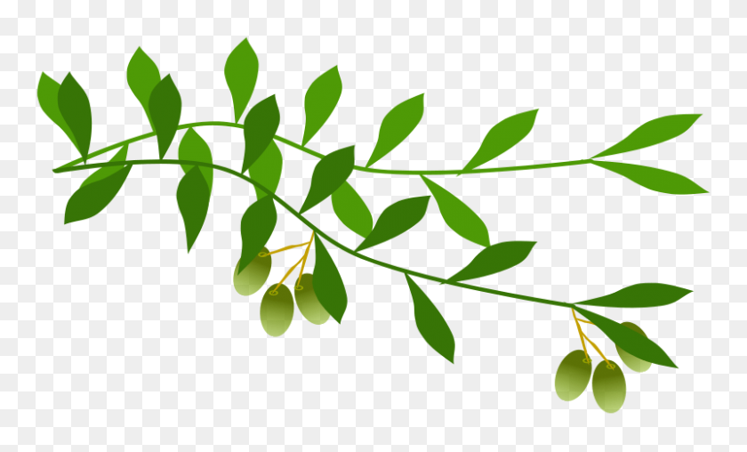 800x460 Dove With Olive Leaf Clip Art - Olive Clipart