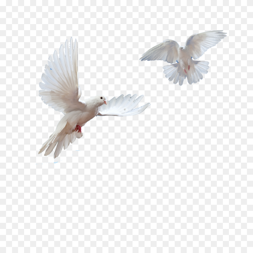 1032x1032 Doves Flying In Sky Png - Sky Background PNG