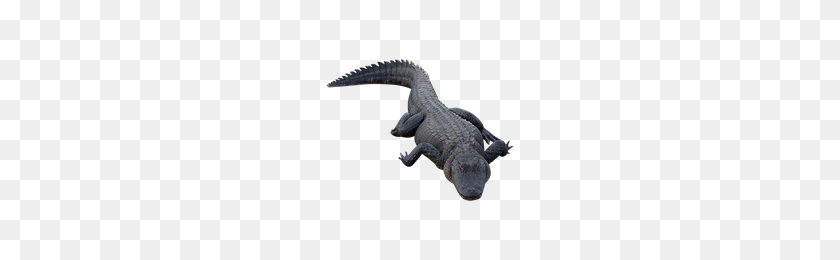 200x200 Download Alligator Free Png Photo Images And Clipart Freepngimg - Alligator PNG