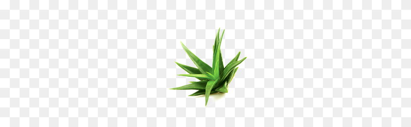 200x200 Download Aloe Free Png Photo Images And Clipart Freepngimg - Aloe PNG